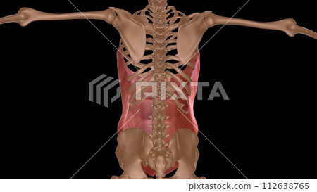 human female muscle anatomy for medical concept 3d rendering 112638765