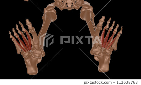 human female muscle anatomy for medical concept 3d rendering 112638768