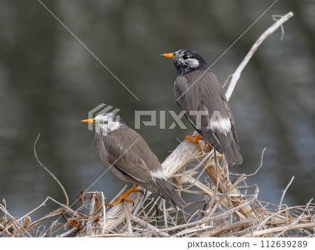 Starling on a branch 112639289