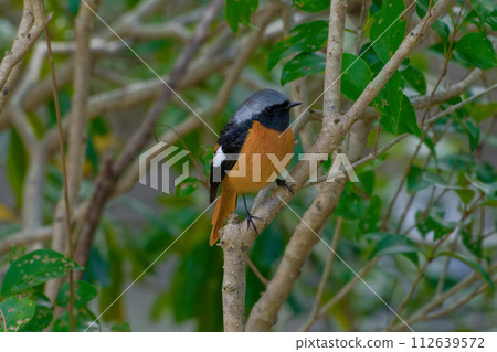 Winter bird, Daurian flycatcher perched on a branch♂ Winter bird, Daurian flycatcher perched on a branch♂ 112639572