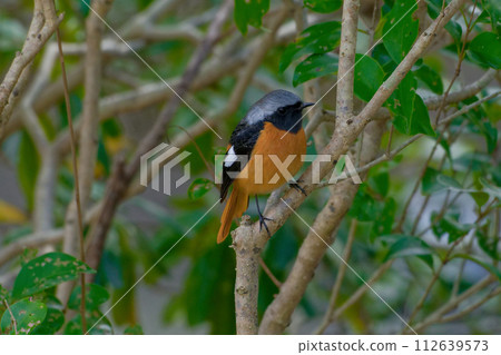 冬鳥,達烏爾鶲棲息在樹枝上♂ 冬鳥,達烏爾鶲棲息在樹枝上♂ 112639573