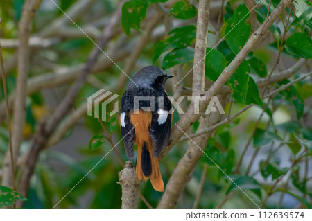 Winter bird, Daurian flycatcher perched on a branch♂ Winter bird, Daurian flycatcher perched on a branch♂ 112639574