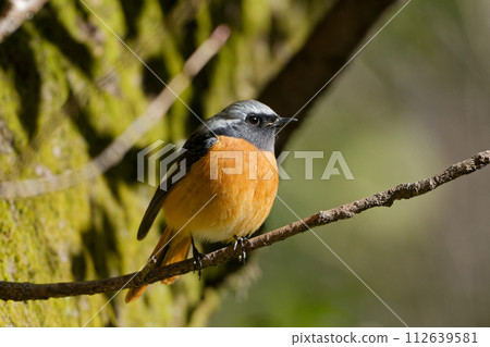 冬鳥,達烏爾鶲棲息在樹枝上♂ 冬鳥,達烏爾鶲棲息在樹枝上♂ 112639581