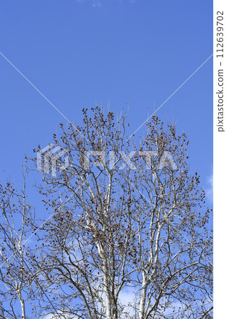 London plane 112639702