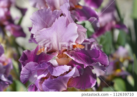Tall bearded iris Camelot Rose Tall bearded iris Camelot Rose 112639710