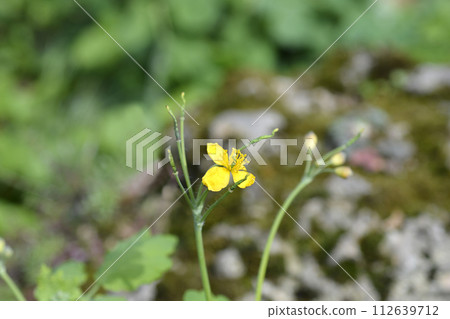 Greater celandine Greater celandine 112639712