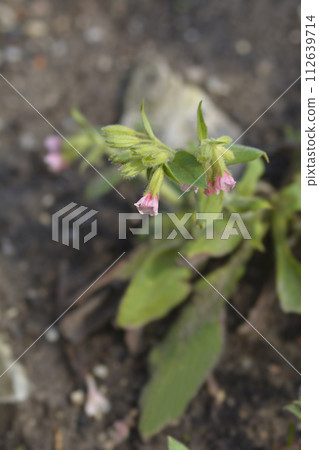 Red lungwort Red lungwort 112639714