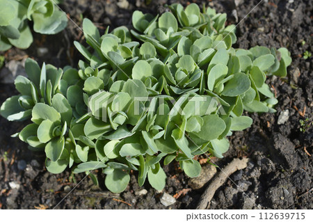 Stonecrop Lisa Stonecrop Lisa 112639715