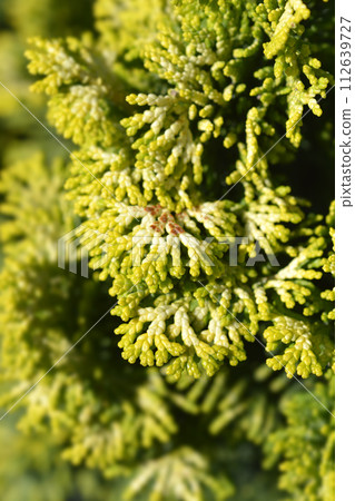 Dwarf golden Hinoki cypress Dwarf golden Hinoki cypress 112639727