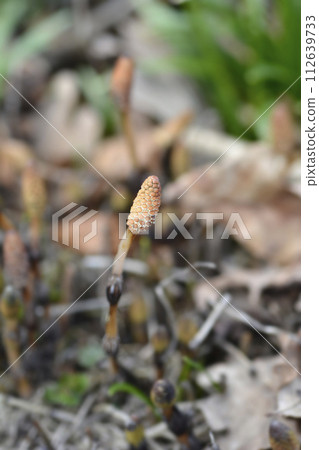 Common horsetail 112639733