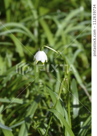 Spring snowflake 112639734