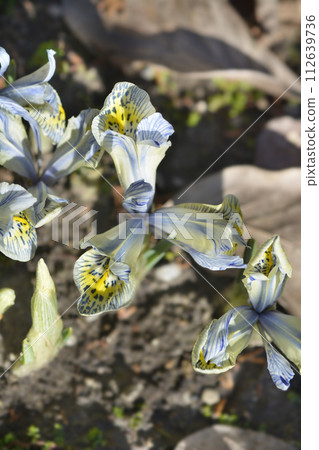 Iris Katherine Hodgkin Iris Katherine Hodgkin 112639736