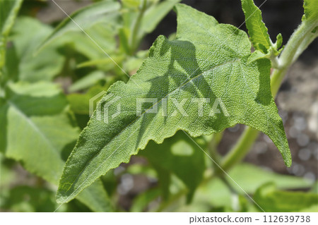Canary Island sage Canary Island sage 112639738