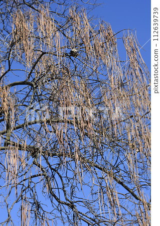 Common catalpa Common catalpa 112639739