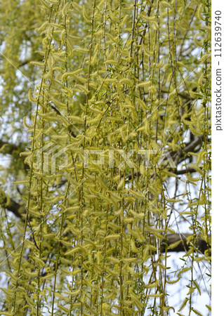 Golden Weeping Willow Golden Weeping Willow 112639740