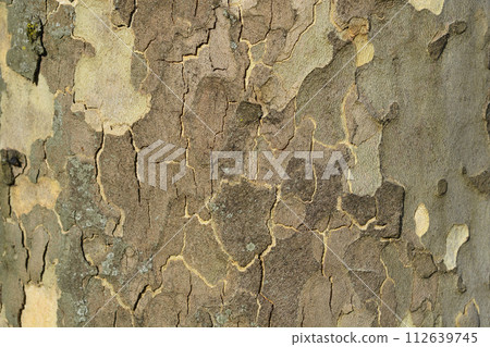 London plane 112639745