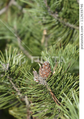 Dwarf mountain pine Dwarf mountain pine 112639746