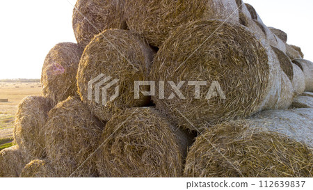Many twisted dry wheat straw in roll bales on field during sunset sunrise. Large bales straw after harvest twisted into rolls on field. Rural sunny landscape, countryside scenery. Aerial drone view, Many twisted dry wheat straw in roll bales on field during sunset sunrise. Large bales straw after harvest twisted into rolls on field. Rural sunny landscape, countryside scenery. Aerial drone view, 112639837