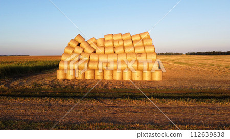 Many twisted bales of pressed wheat straw on field after wheat harvest at sunset and dawn. Compressed rolled dry straw bales on farm land on sundown. Agricultural farming industry. Agrarian industrial 112639838