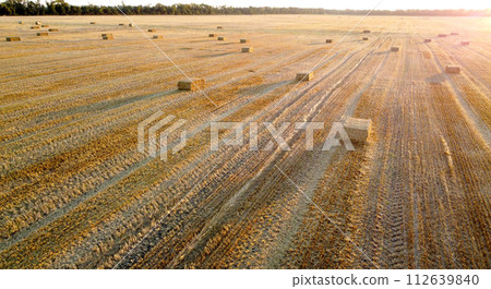 Square bales of pressed wheat straw lie on the field after the wheat harvest at sunset and dawn. Compressed straw bales on farm land after harvest. Agricultural farming industry. Agrarian industrial Square bales of pressed wheat straw lie on the field after the wheat harvest at sunset and dawn. Compressed straw bales on farm land after harvest. Agricultural farming industry. Agrarian industrial 112639840