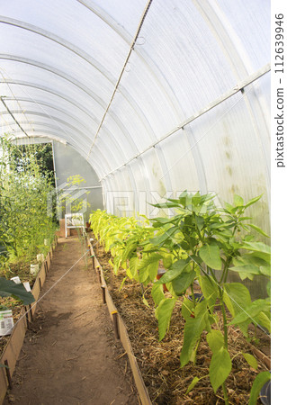 Big rural greenhouse with green plants of bell peppers in summer Big rural greenhouse with green plants of bell peppers in summer 112639946