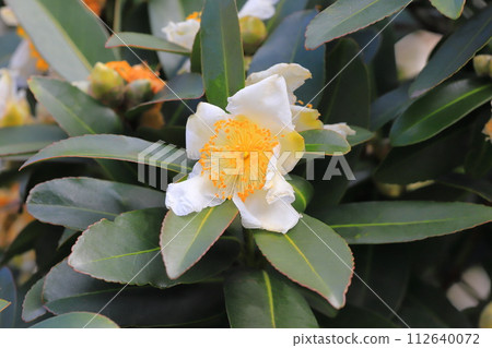 白色台灣山茶花 (Taiwan camellia) 花 112640072