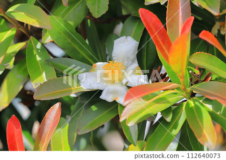 White Taiwan camellia (Taiwan camellia) flower White Taiwan camellia (Taiwan camellia) flower 112640073