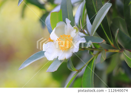 白色台灣山茶花 (Taiwan camellia) 花 112640074