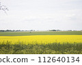 Rapeseed yellow blooming field in rural area 112640134