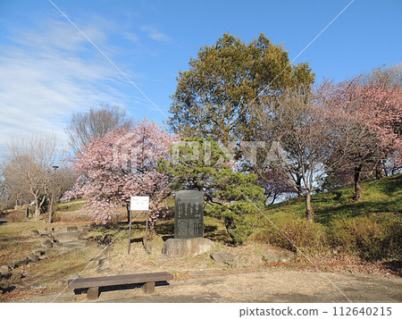 春之森公園 河津櫻花之丘 春之森公園 河津櫻花之丘 112640215