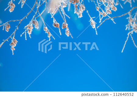 tree branches covered with frost against the background of a clear blue sky in winter early in the morning, winter phenomenon, natural winter background, with copy space 112640552