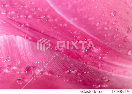 Close-up close-up of pink tulip petals with water droplets. natural background, texture Close-up close-up of pink tulip petals with water droplets. natural background, texture 112640669