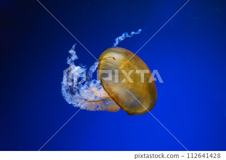 Pacific sea nettle, Orange jellyfish or Chrysaora fuscescens swimming in blue water of aquarium Pacific sea nettle, Orange jellyfish or Chrysaora fuscescens swimming in blue water of aquarium 112641428