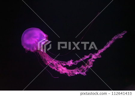 Purple-striped Jellyfish, Chrysaora colorata swimming in dark water of aquarium Purple-striped Jellyfish, Chrysaora colorata swimming in dark water of aquarium 112641433