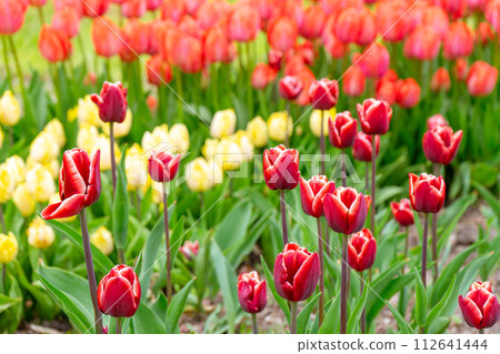 Red tulip with white edge flowers with green leaves blooming in a meadow, park, flowerbed outdoor Red tulip with white edge flowers with green leaves blooming in a meadow, park, flowerbed outdoor 112641444