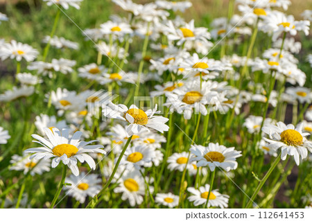 Wild chamomile flowers growing on meadow, white chamomiles on green grass background 112641453