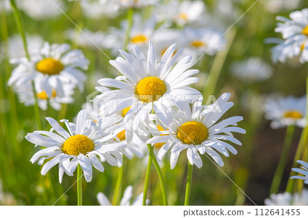 Wild chamomile flowers growing on meadow, white chamomiles on green grass background, close up Wild chamomile flowers growing on meadow, white chamomiles on green grass background, close up 112641455