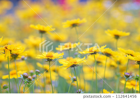 Field of yellow flower lance leaved, Coreopsis lanceolata, Lanceleaf Tickseed or Maiden's eye Field of yellow flower lance leaved, Coreopsis lanceolata, Lanceleaf Tickseed or Maiden's eye 112641456