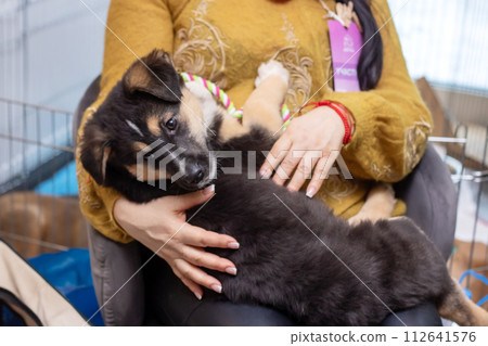 Brown puppy in the arms of a woman 112641576