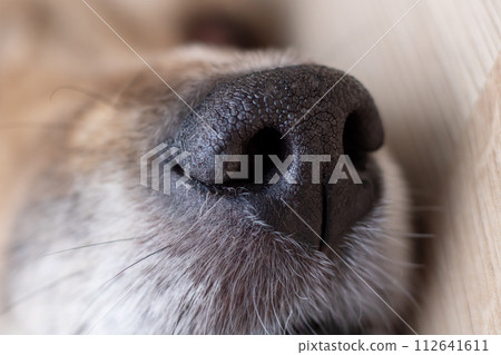 Black wet dog nose closeup, macro photography 112641611