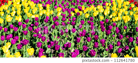 flowerbed of tulip flower field with colorful natural background 112641780