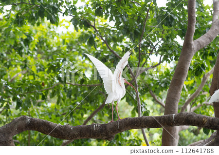 photo of ibis bird fauna at branch outdoor. ibis bird fauna. ibis bird fauna in wildlife. photo of ibis bird fauna at branch outdoor. ibis bird fauna. ibis bird fauna in wildlife. 112641788