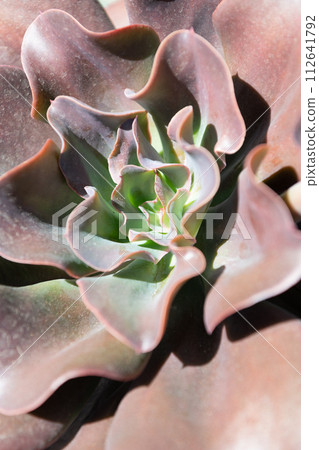 crassulaceae succulent cactus with dark leaves. natural background crassulaceae succulent cactus with dark leaves. natural background 112641792