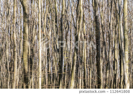 Deciduous tree trunks stand bare in thick forest on sunny day natural landscape, nature Deciduous tree trunks stand bare in thick forest on sunny day natural landscape, nature 112641808