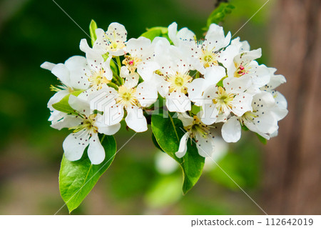 Detailed view of white flowers with spotted centers, blooming amidst leaves. Detailed view of white flowers with spotted centers, blooming amidst leaves. 112642019