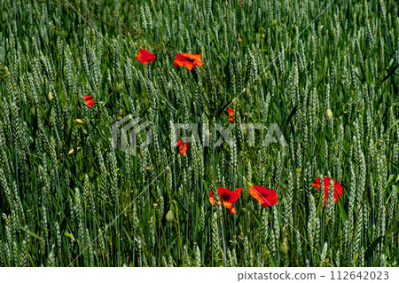 A contrast of red flowers in a sea of green wheat. A contrast of red flowers in a sea of green wheat. 112642023