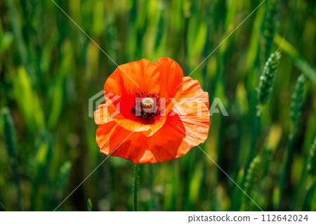 Sunlight illuminates the vivid color of a lone red poppy. Sunlight illuminates the vivid color of a lone red poppy. 112642024