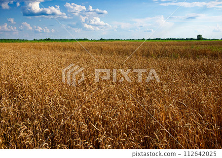 The sun shines on a field of mature wheat. The sun shines on a field of mature wheat. 112642025