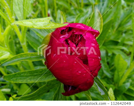 A glistening red flower bud is set against a backdrop of lush greenery. A glistening red flower bud is set against a backdrop of lush greenery. 112642049