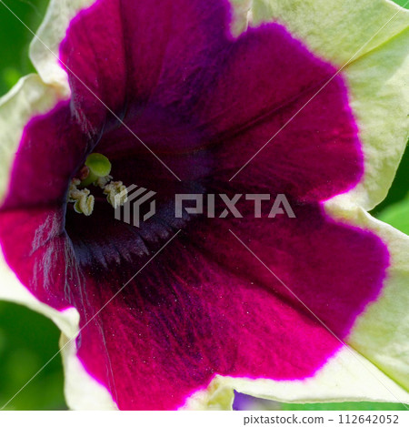 A close-up of a vibrant purple flower with a deep, dark center and light green petals. 112642052